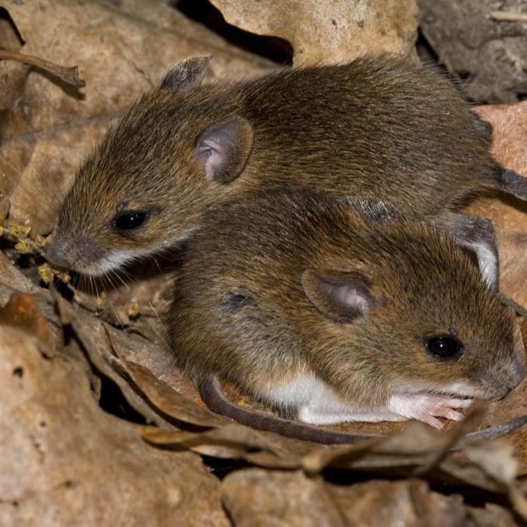 Уничтожения мышей в частном доме в Казани?