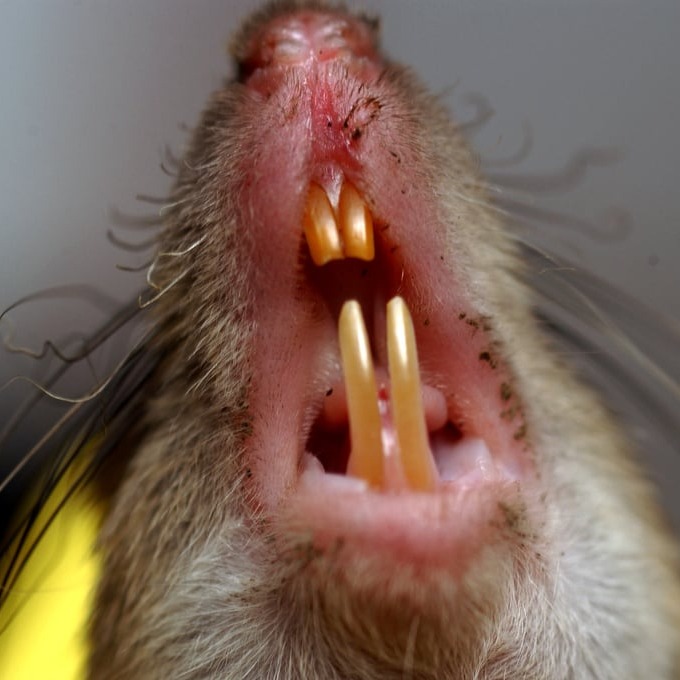 Дератизация крыс в Казани?